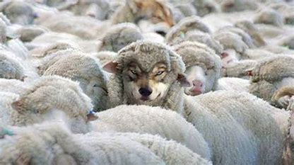 Wolf in sheep's clothing
